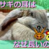 ウサギの耳が長い理由について解説！実は体温調節にも役立っていた！